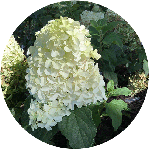 Panicle Hydrangea with a white bloom.